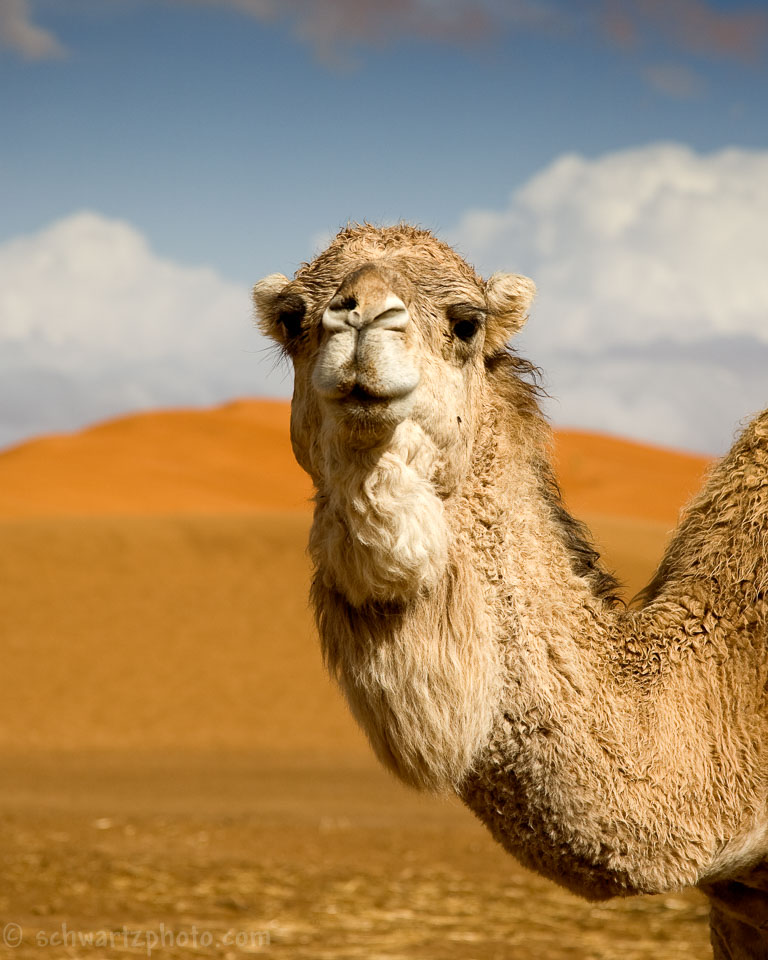 Camel_MG_2268_01.jpg