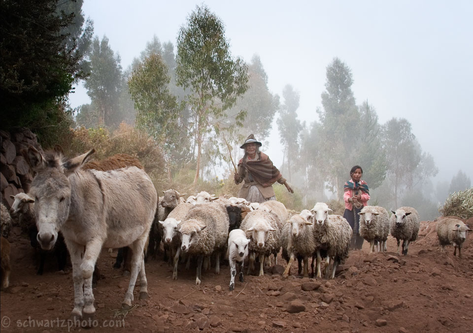 Sheep_MG_3194_01.jpg