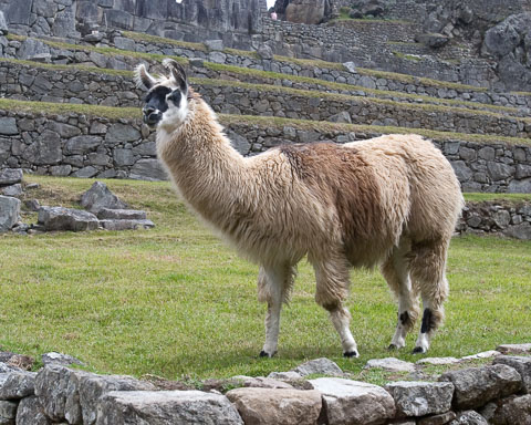 Llama_MG_3913_01.jpg